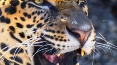 Voice as a Window into Self