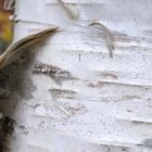 Relaunch Introductions – A slight course correction