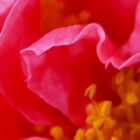 Welcome to the Hall of Mirrors