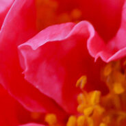 Welcome to the Hall of Mirrors