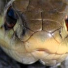 A Closer Look at Fear