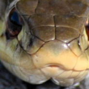 A Closer Look at Fear