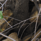 Lessons in Betrayal from a Scorpion