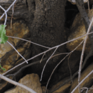 Lessons in Betrayal from a Scorpion