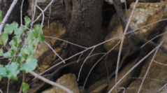 Lessons in Betrayal from a Scorpion