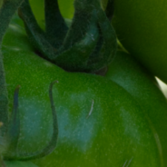 Unity: Not What We Think