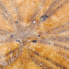 Drowning in Abundance … and Still Empty